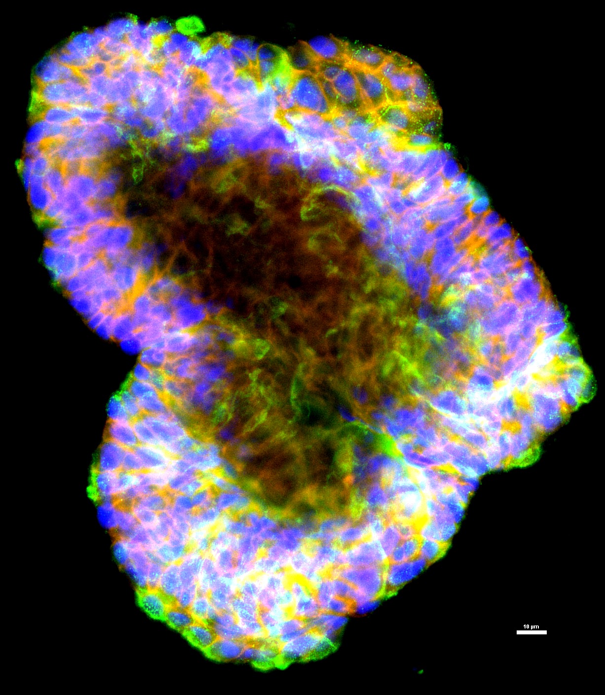 Multichannel fluorescence microscopy image associated with the intestinal viral persistence project